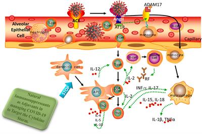 Fighting cytokine storm and immunomodulatory deficiency: By using natural products therapy up to now